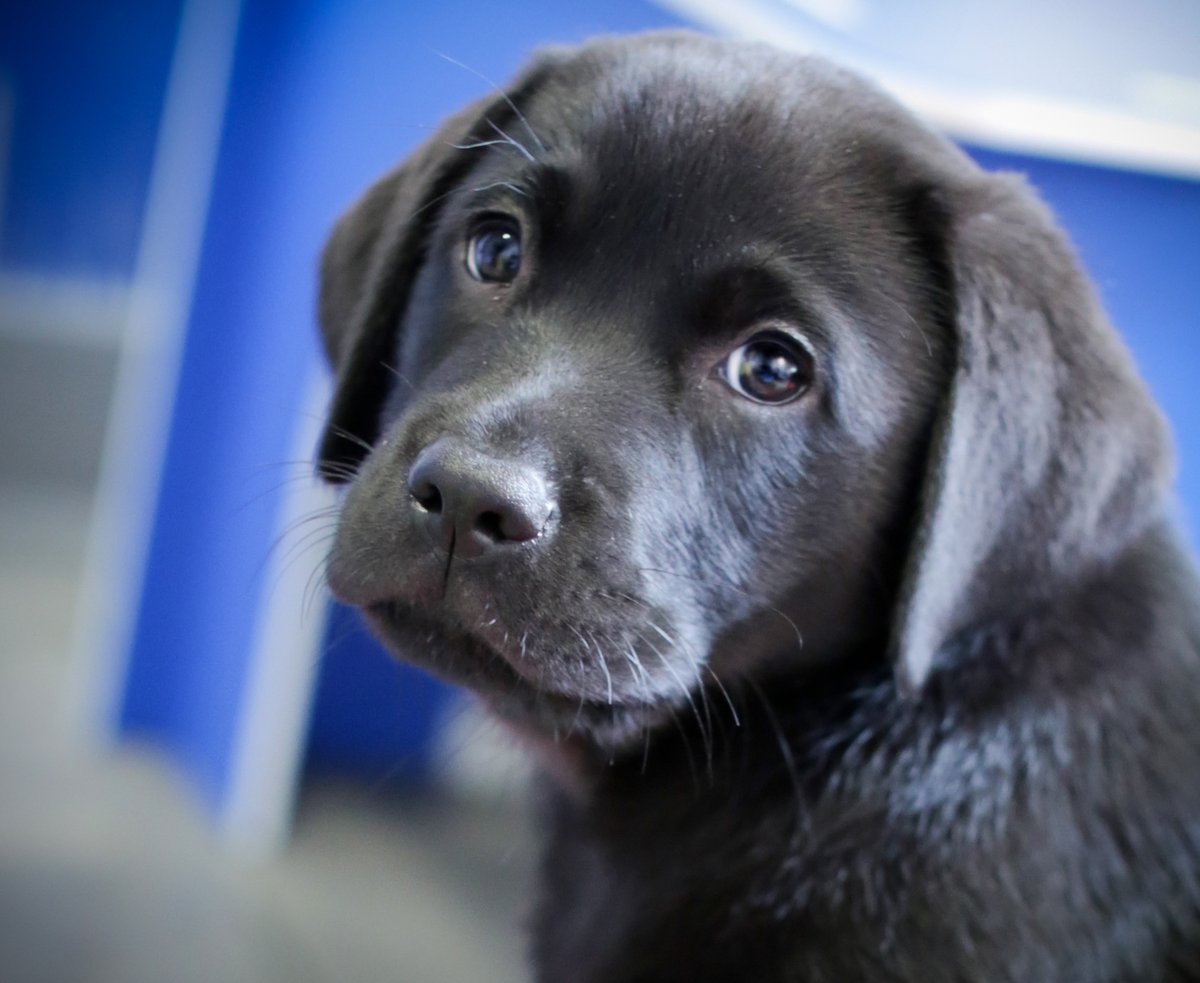 We are hosting online webinars for new and existing volunteers, where we detail the current roles available and how you can help change lives.

🐾 3 June: Puppy Raising
🏠 4 June: Fostering
🗓️ 10 June: All roles

For more information, visit the link below: guidedogs.org.uk/how-you.../vol…