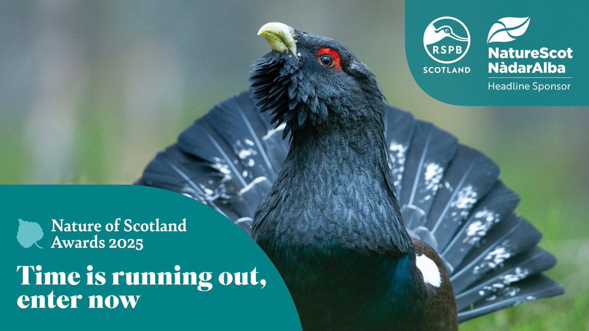 NatureofScot's tweet image. Just a reminder that entries for the Nature of Scotland Awards 2025 must be in by 11.59pm on Tuesday, 3 June! All the information and the application form can be found here: rspb.org.uk/whats-happenin… @NatureScot @RSPBScotland #NatureOfScotland