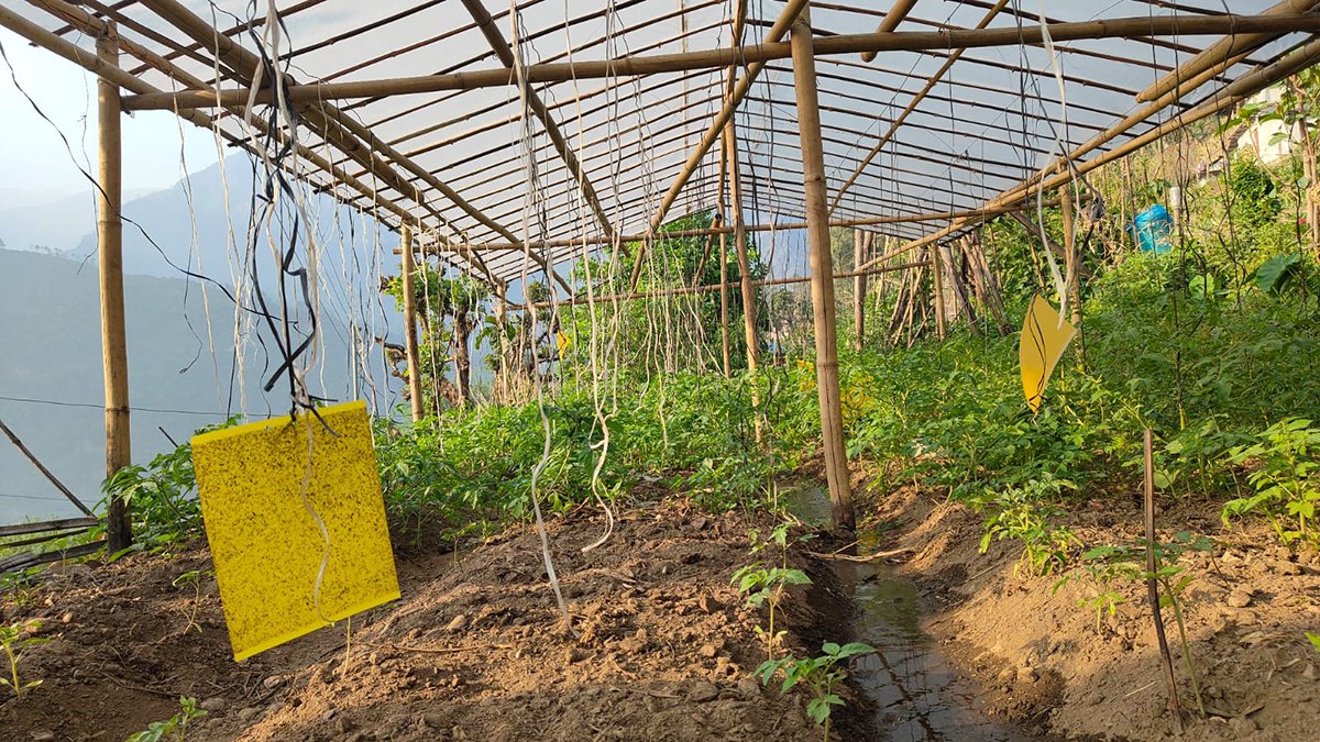 अर्गानिक उत्पादन : सरकारभन्दा किसान अगाडि

👉 विस्तृत पढ्न : himalkhabar.com/144451/organic…