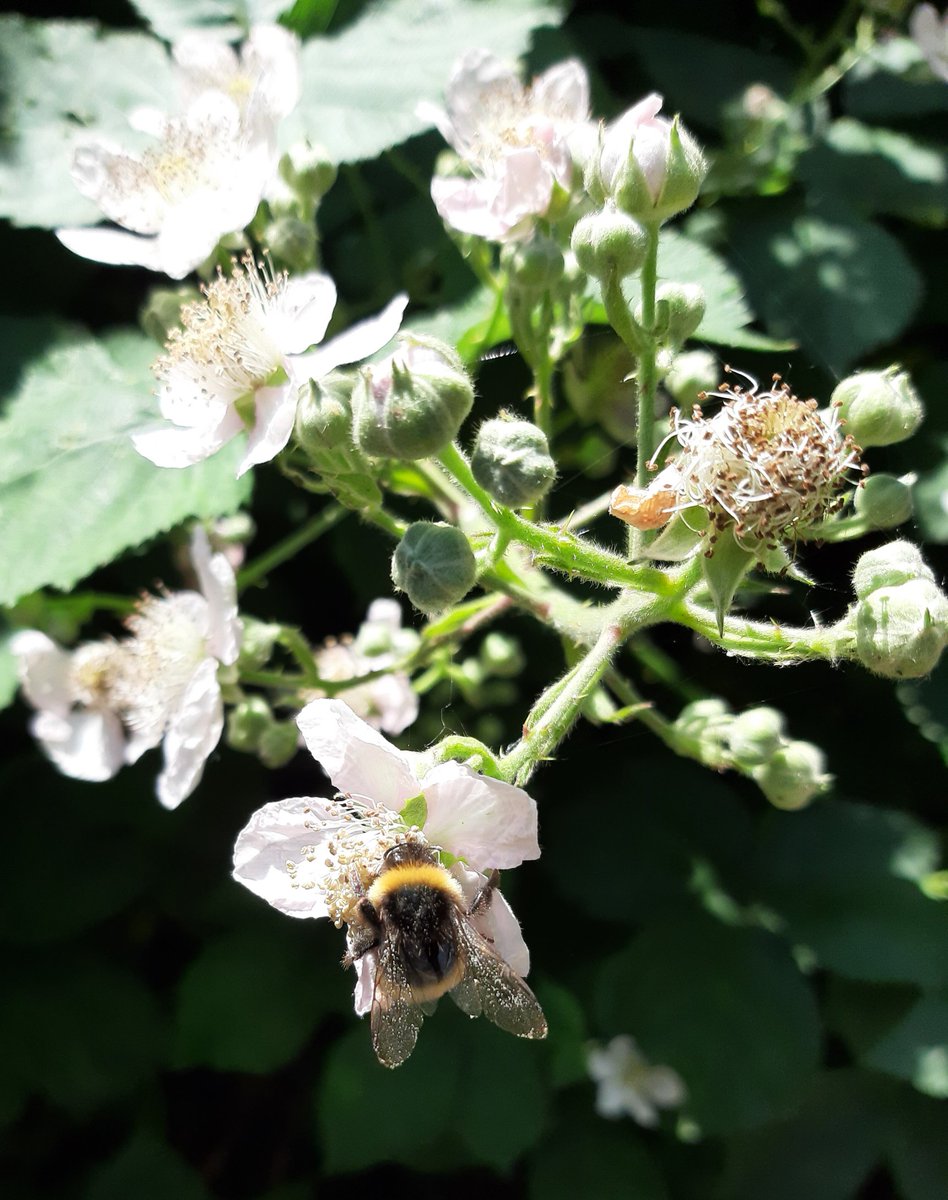 MEKloppenburg's tweet photo. ...bout the birds and the #bees and the #flowers and the #trees...Happy Monday! Groeten uit #Rotterdam #Roffa #Rotjeknor https://t.co/bQzqFzvOxd