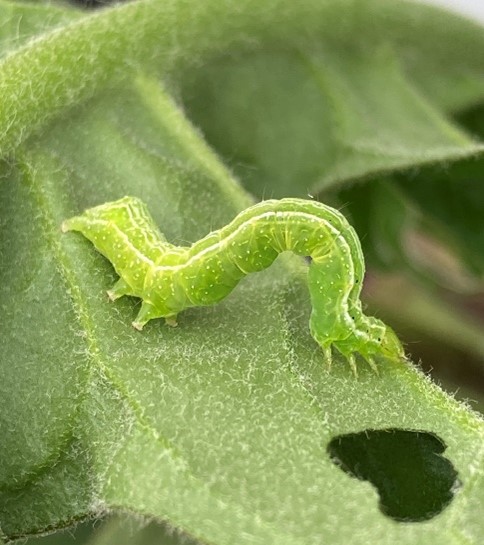 De rupsendruk begint toe te nemen in de vruchtgroenten, met name in #paprika laten de eerste rupsjes zich zien🫑🫑🫑

Kort op de bal is de juiste aanpak! 

Lees meer op onze website: agro.bayer.nl/nieuws-en-alge…