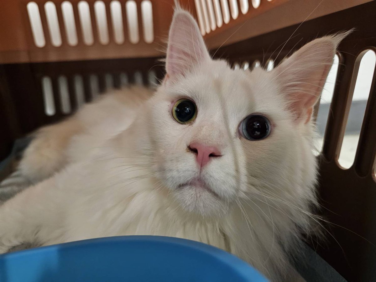 jetfastpet's tweet photo. 🐈  Snow, traveled from Taiwan to Hong Kong

Seems Snow doesn't want to shake hand with me🥲...

🗓️ 2025-06-02
#pettaiwantohongkong
#JETFASTPET #dogs #cats #internationaltravel
#petexport #petimport #petrelocation #pettravel
#petshipping #petshipper #pettransporter
#RNATT https://t.co/23wgKI2KSd