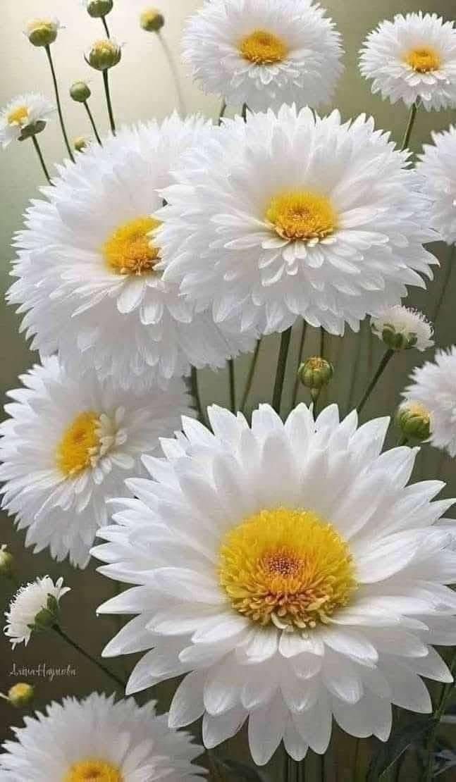 ✪𝗚𝖍𝖆𝖟𝖆𝖑𝖆𝖍 𝗦𝖆𝖉𝖆𝖋✪ (@ghz97) on Twitter photo #GPG🌹
<a href="/Lub_03/">✿𝖑𝖚𝖇𝖓𝖆 𝑨𝖑𝖎✿</a> <a href="/BAA_WA/">💎 Μ𝐲Ⓢт𝐈c💎</a> <a href="/_oztr/">ÖzleⓂ️ 𝕏☪︎#Nika -ོ 🕯️🥶</a>
<a href="/N_az24/">Sana Malik</a> <a href="/IK151/">𝕊ʜᴇʀᴅɪʟ 🇵🇰 IK</a> <a href="/m81mh/">Muhammad Hilal</a>
<a href="/Trq88/">✍︎⸙𝐓αɾιϙ 𝐌υɾƚαȥα࿈</a> <a href="/zz70m/">🌸Ameer Zahir🇵🇰</a> <a href="/S47J1/">亗┊Shelby ツ</a>
<a href="/Ali092_/">𝘼𝙡𝙞</a> <a href="/khg_82/">KHAN G</a>
<a href="/s77h12/">🌸Shahida🌸</a>
<a href="/1___A_1/">❤ع̷ٍش̷ُ𝓶𝔂𝓛𝓸𝓿𝓮ق̷ي❤🇸🇦</a>
<a href="/Urwa_3/">Urwa</a>
<a href="/Qs3488/">Qamar Shahzad🦅</a>
<a href="/MoAli_15/">فاطمة❤</a>
<a href="/Y_O_U_S_1/">✨️ YOUSIF ✨️</a>
<a href="/Bawa_99/">*•.¸♡ 𝑺𝑶𝑼𝑳_𝑯𝑨𝑪𝑲𝑬𝑹 ♡¸.•*</a>
<a href="/Sana_IIK/">KhanZaadi 🦋</a>
<a href="/55Imena/">imena 55</a>
<a href="/RaisaniUZ/">Usama Zulfiqar</a>
<a href="/a0658338/">للدعم 𝑨𝑩𝑫 𝑨𝑳𝑮𝑵𝑰</a>
<a href="/SunilY93656/">Sunil Yadav</a>
<a href="/1Frwa_/">Farwa</a> <a href="/1M5ha/">Maha Shoaib</a>
<a href="/Uz_88t/">💞 ضدی شہزادی💞</a> <a href="/Triq25/">⤹𝙈𝙪𝙝𝙖𝙢𝙢𝙖𝙙 𝙏𝙖𝙧𝙞𝙦⤸</a>
<a href="/m80mh/">Muhammad Hilal</a> <a href="/glmsjd/">𝑺𝒂𝒋𝒋𝒂𝒅 ✨</a>
<a href="/Ghz21/">⍟𝐆𝐡𝐚𝐳𝐚𝐥𝐚 𝐒𝐚𝐝𝐚𝐟⍟</a> <a href="/_oztr/">ÖzleⓂ️ 𝕏☪︎#Nika -ོ 🕯️🥶</a>
<a href="/Ghz79/">❃ 𝔾𝕙𝕒𝕫𝕒𝕝𝕒𝕙 𝕊𝕒𝕕𝕒𝕗 ❃</a> <a href="/Ghz97/">✪𝗚𝖍𝖆𝖟𝖆𝖑𝖆𝖍 𝗦𝖆𝖉𝖆𝖋✪</a> #GPG🌹
<a href="/Lub_03/">✿𝖑𝖚𝖇𝖓𝖆 𝑨𝖑𝖎✿</a> <a href="/BAA_WA/">💎 Μ𝐲Ⓢт𝐈c💎</a> <a href="/_oztr/">ÖzleⓂ️ 𝕏☪︎#Nika -ོ 🕯️🥶</a>
<a href="/N_az24/">Sana Malik</a> <a href="/IK151/">𝕊ʜᴇʀᴅɪʟ 🇵🇰 IK</a> <a href="/m81mh/">Muhammad Hilal</a>
<a href="/Trq88/">✍︎⸙𝐓αɾιϙ 𝐌υɾƚαȥα࿈</a> <a href="/zz70m/">🌸Ameer Zahir🇵🇰</a> <a href="/S47J1/">亗┊Shelby ツ</a>
<a href="/Ali092_/">𝘼𝙡𝙞</a> <a href="/khg_82/">KHAN G</a>
<a href="/s77h12/">🌸Shahida🌸</a>
<a href="/1___A_1/">❤ع̷ٍش̷ُ𝓶𝔂𝓛𝓸𝓿𝓮ق̷ي❤🇸🇦</a>
<a href="/Urwa_3/">Urwa</a>
<a href="/Qs3488/">Qamar Shahzad🦅</a>
<a href="/MoAli_15/">فاطمة❤</a>
<a href="/Y_O_U_S_1/">✨️ YOUSIF ✨️</a>
<a href="/Bawa_99/">*•.¸♡ 𝑺𝑶𝑼𝑳_𝑯𝑨𝑪𝑲𝑬𝑹 ♡¸.•*</a>
<a href="/Sana_IIK/">KhanZaadi 🦋</a>
<a href="/55Imena/">imena 55</a>
<a href="/RaisaniUZ/">Usama Zulfiqar</a>
<a href="/a0658338/">للدعم 𝑨𝑩𝑫 𝑨𝑳𝑮𝑵𝑰</a>
<a href="/SunilY93656/">Sunil Yadav</a>
<a href="/1Frwa_/">Farwa</a> <a href="/1M5ha/">Maha Shoaib</a>
<a href="/Uz_88t/">💞 ضدی شہزادی💞</a> <a href="/Triq25/">⤹𝙈𝙪𝙝𝙖𝙢𝙢𝙖𝙙 𝙏𝙖𝙧𝙞𝙦⤸</a>
<a href="/m80mh/">Muhammad Hilal</a> <a href="/glmsjd/">𝑺𝒂𝒋𝒋𝒂𝒅 ✨</a>
<a href="/Ghz21/">⍟𝐆𝐡𝐚𝐳𝐚𝐥𝐚 𝐒𝐚𝐝𝐚𝐟⍟</a> <a href="/_oztr/">ÖzleⓂ️ 𝕏☪︎#Nika -ོ 🕯️🥶</a>
<a href="/Ghz79/">❃ 𝔾𝕙𝕒𝕫𝕒𝕝𝕒𝕙 𝕊𝕒𝕕𝕒𝕗 ❃</a> <a href="/Ghz97/">✪𝗚𝖍𝖆𝖟𝖆𝖑𝖆𝖍 𝗦𝖆𝖉𝖆𝖋✪</a>