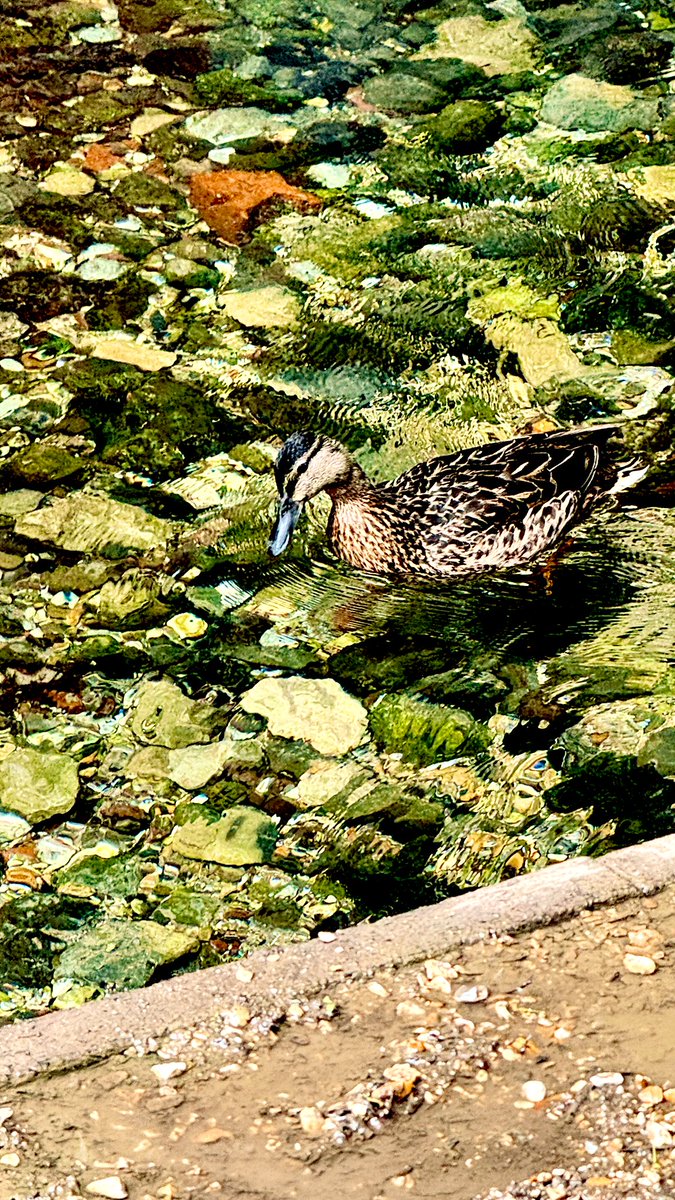 jaysonstreet's tweet image. Oh so Basingstoke is real bout that #DuckArmyInvasion life! 😁 #HackerAdventures