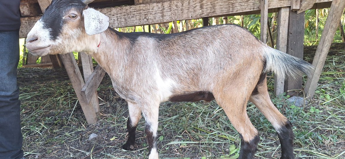 Alhamdulillah
Hari ini menunaikan amanah orang baik yang berkenan menitipkan hewan qurbannya 1 ekor kambing di pesantren dan sekalian cari2 harga siapa tau nanti ada lagi yang mau nitip hewan qurbannya.

Ada yang berkenan ?
Yuk langsung di DM aja