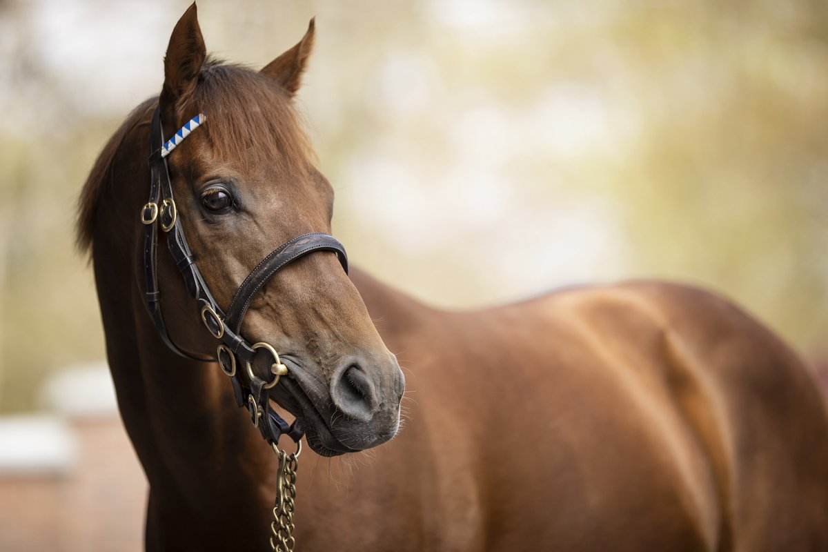 Darley in Europe (@darleyeurope) on Twitter photo Impressive debutant winner for #SpaceBlues! ๐ฅ
The <a href="/GraffardRacing/">๐
๐ซ๐๐ง๐๐ข๐ฌ-๐๐๐ง๐ซ๐ข ๐๐ซ๐๐๐๐๐ซ๐</a>-trained Polly Shelby wins comfortably by two lengths on debut at Cholet ๐ ๐ซ๐ท
Congratulations to her breeder <a href="/Chinahorseclub/">China Horse Club</a> ๐ Impressive debutant winner for #SpaceBlues! ๐ฅ
The <a href="/GraffardRacing/">๐
๐ซ๐๐ง๐๐ข๐ฌ-๐๐๐ง๐ซ๐ข ๐๐ซ๐๐๐๐๐ซ๐</a>-trained Polly Shelby wins comfortably by two lengths on debut at Cholet ๐ ๐ซ๐ท
Congratulations to her breeder <a href="/Chinahorseclub/">China Horse Club</a> ๐