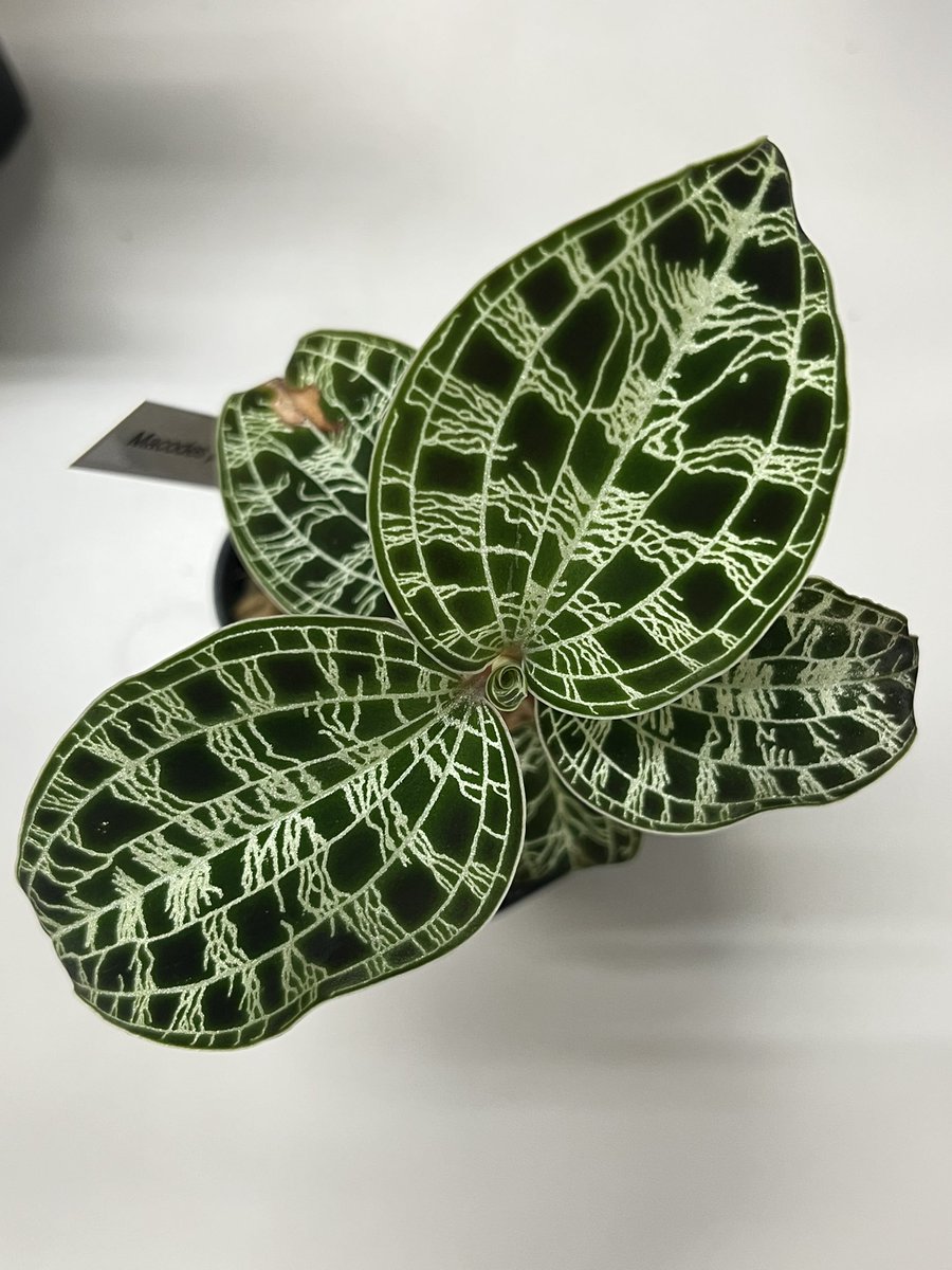 Tetsuya_fuku's tweet photo. Macodes petola
開花したり、切り戻したりで、株の大きさはばらついてますが、自生地により葉色も葉脈の色も異なります。
#macodes
#マコデス
#jewelorchid
#ジュエルオーキッド https://t.co/h7GmYuGXEm