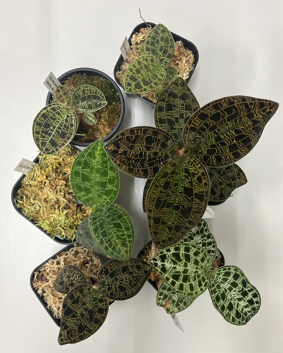 Tetsuya_fuku's tweet photo. Macodes petola
開花したり、切り戻したりで、株の大きさはばらついてますが、自生地により葉色も葉脈の色も異なります。
#macodes
#マコデス
#jewelorchid
#ジュエルオーキッド https://t.co/h7GmYuGXEm