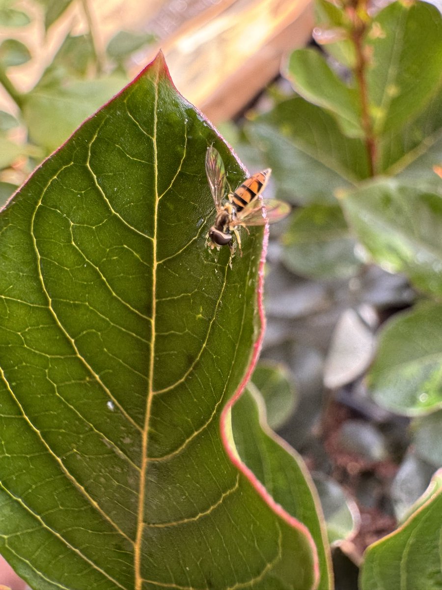 Rajesh v (@rajesh_ento) on Twitter photo Pretty sure these hover flies are critically evaluating my experimental design this morning. Hope they like it.😄
Margined calligrapher fly
<a href="/Entomology_UGA/">UGA Entomology</a>
<a href="/UGA_CollegeofAg/">UGA Agricultural & Environmental Sciences</a>
<a href="/UGAGriffin/">UGA Griffin Campus</a> Pretty sure these hover flies are critically evaluating my experimental design this morning. Hope they like it.😄
Margined calligrapher fly
<a href="/Entomology_UGA/">UGA Entomology</a>
<a href="/UGA_CollegeofAg/">UGA Agricultural & Environmental Sciences</a>
<a href="/UGAGriffin/">UGA Griffin Campus</a>