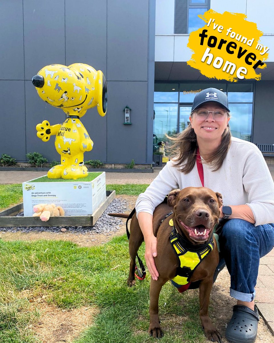 DTCardiff's tweet photo. ๐๐ Twirl, one of our long-term dogs, finally found her forever home after waiting patiently for 388 days! Adopted by none other than her foster mum, this is a happy #FailedFoster post indeed! Hereโs to a lifetime of happiness together! ๐๐ป๐ฅน๐ #DogsTrust #Adopted https://t.co/u3V8w27r1r