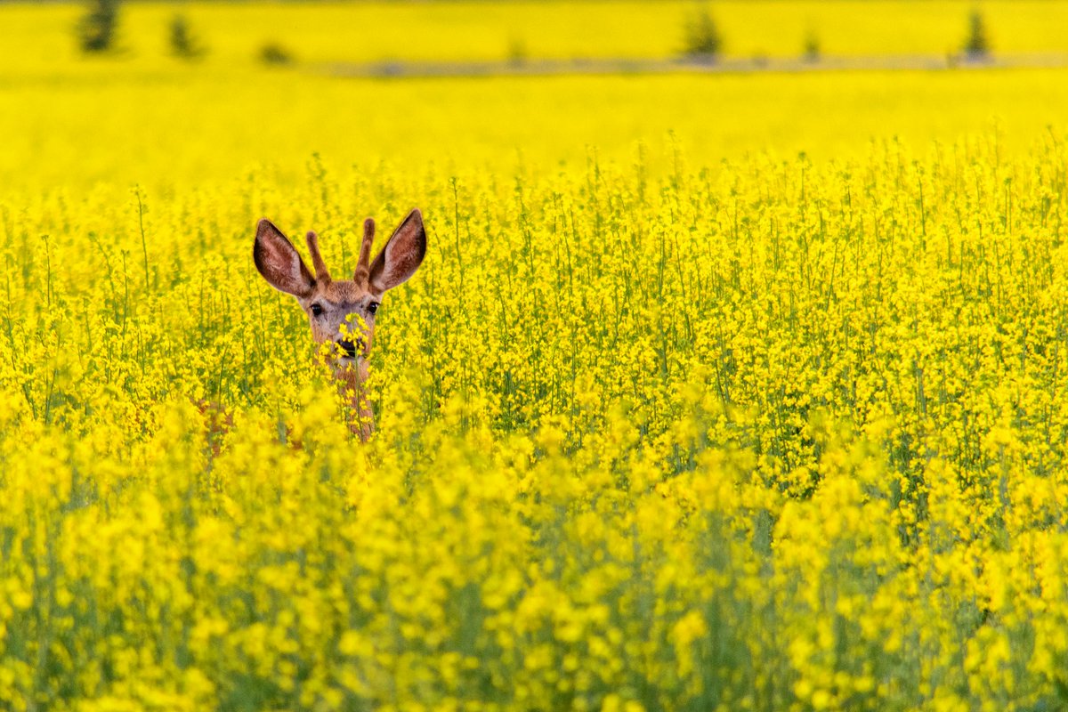 Playing peek-a-boo with summer 🤭 

June's calendar shot was taken by Colleen Kaiser-Gill from Caroline, AB 📸