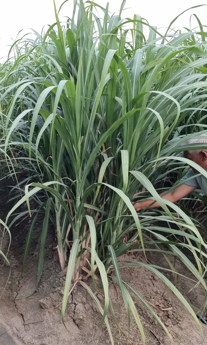 Trench planted sugarcane