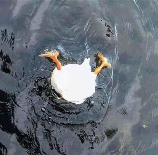 MelindaHoward4's tweet photo. Happy Monday ☺️
#duckbutt https://t.co/PV7PtrpJJ9