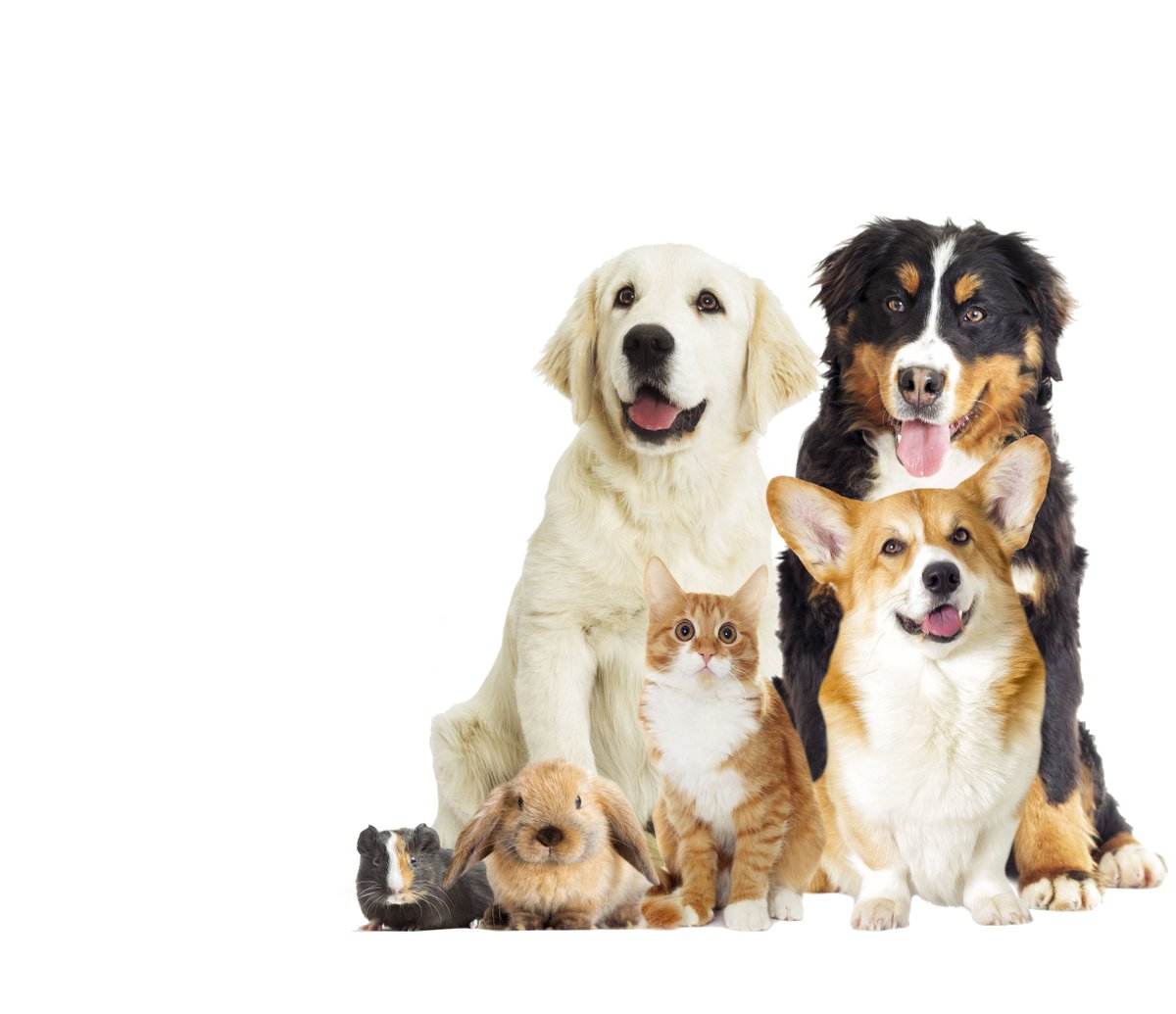 It's Pet Preparedness Month! Make sure you have a plan and go kit for your furry friend. bit.ly/49p57BK