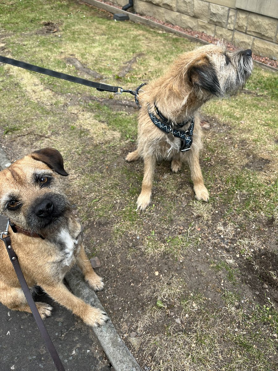 Bracken_the_BT tweet media