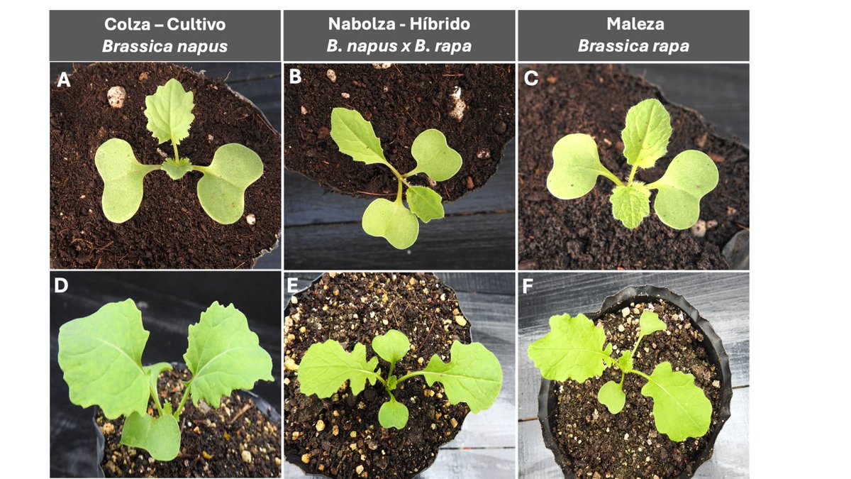 Malezas del género Brassica (nabolza), son frecuentemente reportadas infestando cultivos y pasturas en Uruguay. 

La nabolza es un híbrido del cruzamiento entre la maleza Brassica rapa, autóctona de la región y Brassica napus, colza cultivada.

Sigue + Info