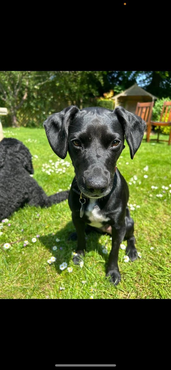 MissingPetsGB's tweet photo. Elsie is still #missing with no recent sightings!
ELSIE is a patterdale cross missing from Rushmoor, #Farnham #GU10 since 27/05/2025 and was last seen 28/05/2025 in Hankley Common. Please call if you see her. Don’t approach, chase or call her! https://t.co/q7410zJl1y