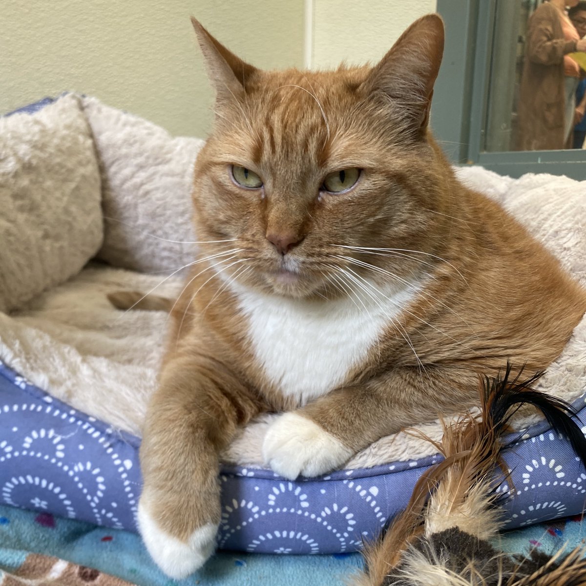 HomewardPetsNJ's tweet image. Meet Simba. She’s ten years old and 21 lbs. Simba is looking for a family who will support her weight loss journey and embrace her for all that she is 🧡
📍Blackwood, NJ
📧 brandon@homewardboundnj.org