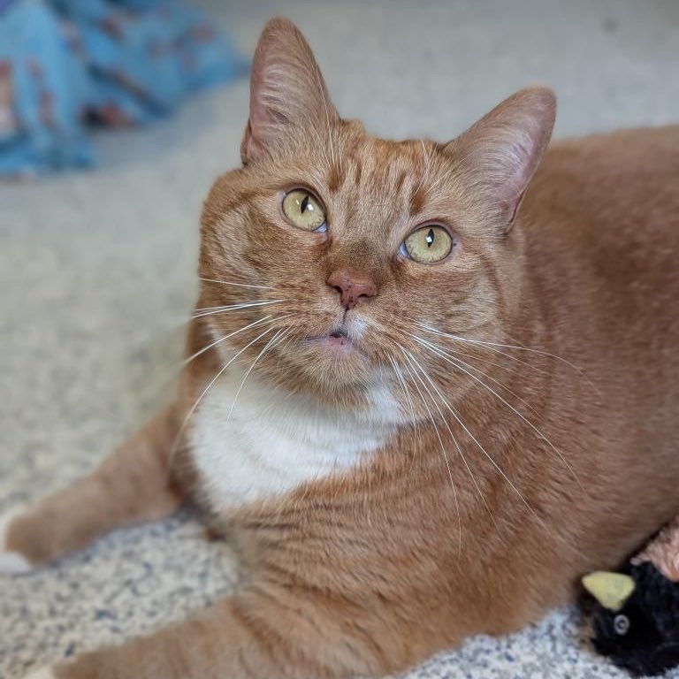 HomewardPetsNJ's tweet image. Meet Simba. She’s ten years old and 21 lbs. Simba is looking for a family who will support her weight loss journey and embrace her for all that she is 🧡
📍Blackwood, NJ
📧 brandon@homewardboundnj.org
