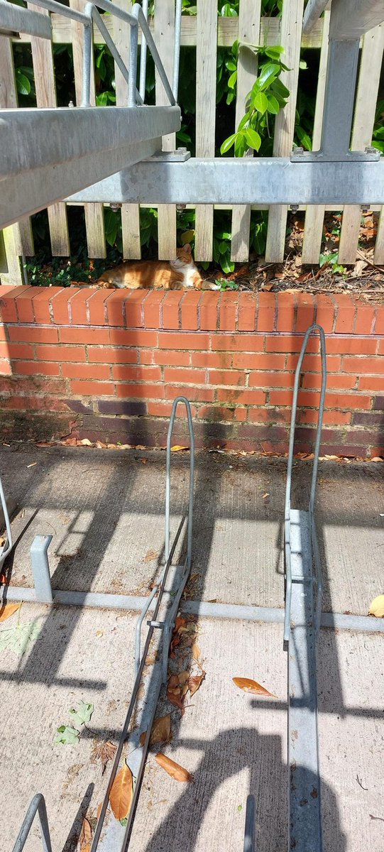 Covert bicycle storage area operations

#cats #cats #Cat #CatsOnTwitter #CatsOfTwitter