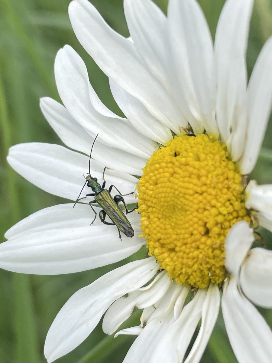 W82Matt's tweet image. Working in the orchard at work this morning. Thick-legged flower beetles and the brilliantly named Marmalade hover fly👍🏻 @BNAscience