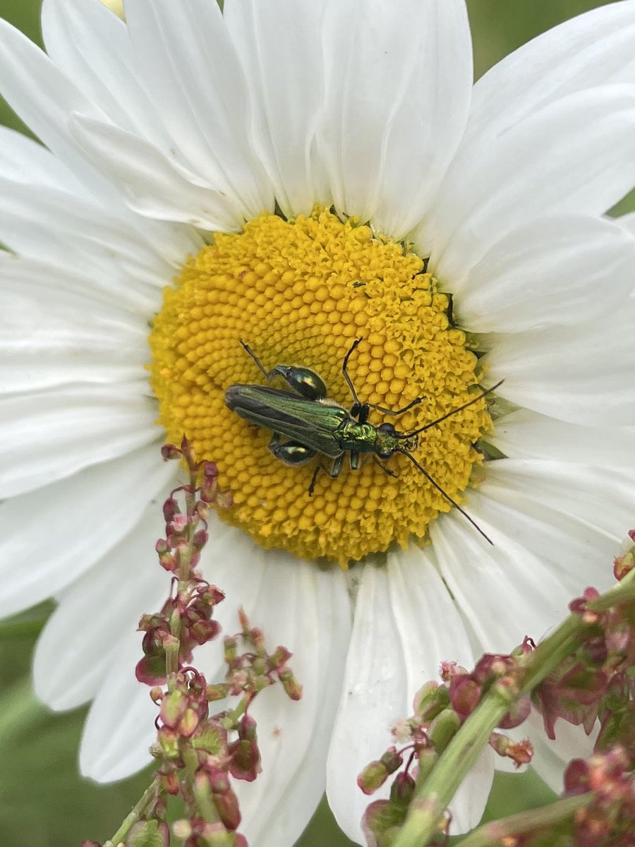W82Matt's tweet image. Working in the orchard at work this morning. Thick-legged flower beetles and the brilliantly named Marmalade hover fly👍🏻 @BNAscience
