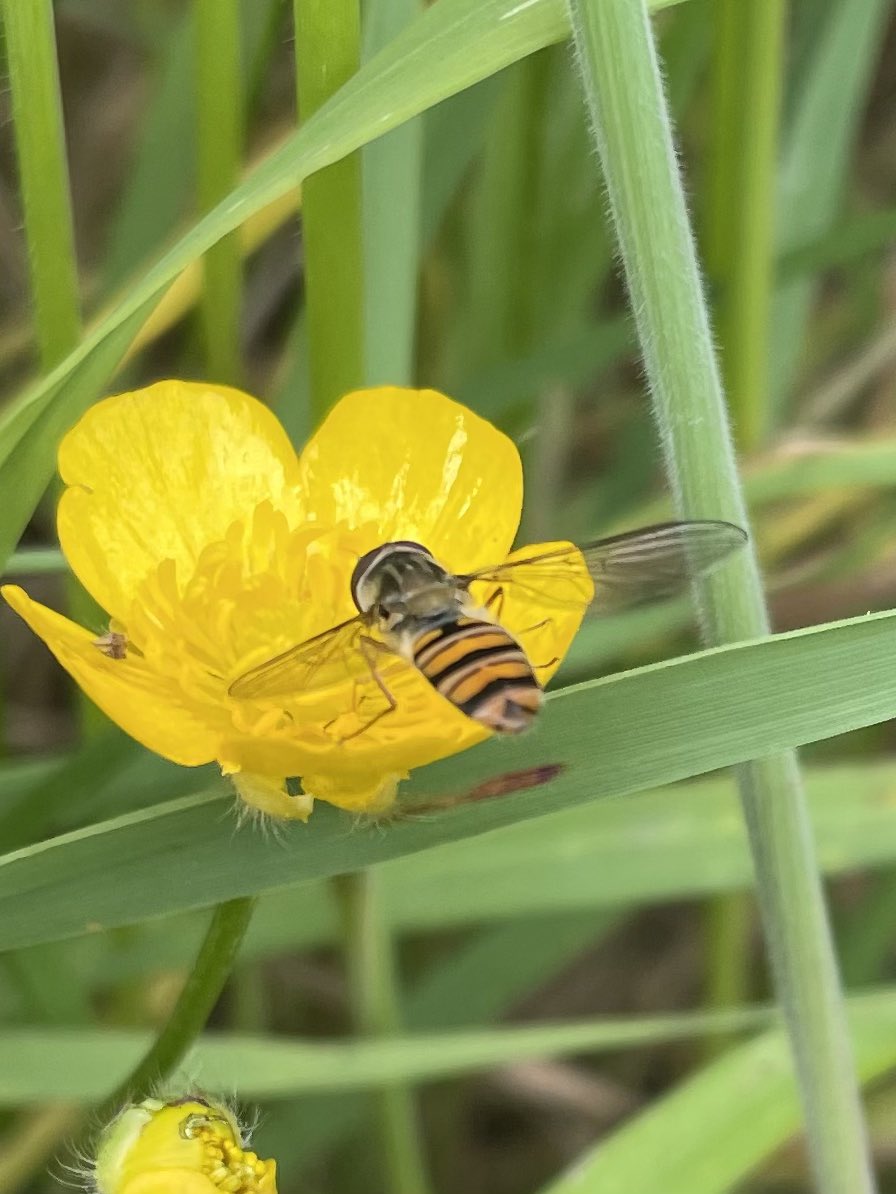 W82Matt's tweet image. Working in the orchard at work this morning. Thick-legged flower beetles and the brilliantly named Marmalade hover fly👍🏻 @BNAscience