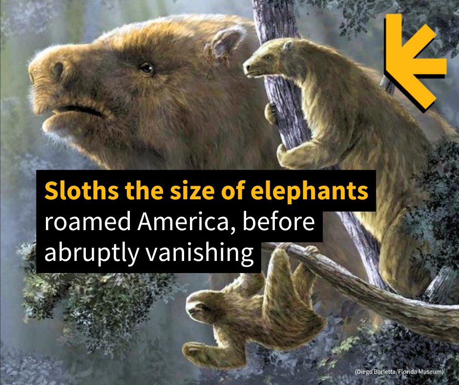 ScienceAlert (@sciencealert) on Twitter photo Massive Megatherium sloths once stood as large as Asian elephants, ripping foliage off treetops with prehensile tongues like today's giraffes. <a href="/FloridaMuseum/">Florida Museum</a> <a href="/abpaleo/">Alberto Boscaini</a> <a href="/renarducci/">Rachel Narducci</a> <a href="/UBAonline/">UBAonline</a>
sciencealert.com/sloths-the-siz… Massive Megatherium sloths once stood as large as Asian elephants, ripping foliage off treetops with prehensile tongues like today's giraffes. <a href="/FloridaMuseum/">Florida Museum</a> <a href="/abpaleo/">Alberto Boscaini</a> <a href="/renarducci/">Rachel Narducci</a> <a href="/UBAonline/">UBAonline</a>
sciencealert.com/sloths-the-siz…