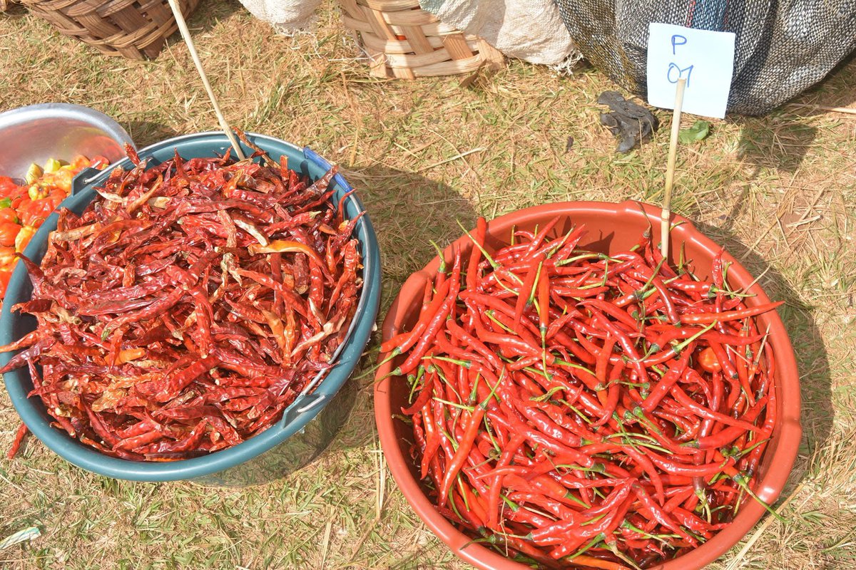 How do you say “Pepper” in your language?

In Moghamo, we call it “𝐓𝐢𝐭𝐞́”
#Grassfields #Cameroon