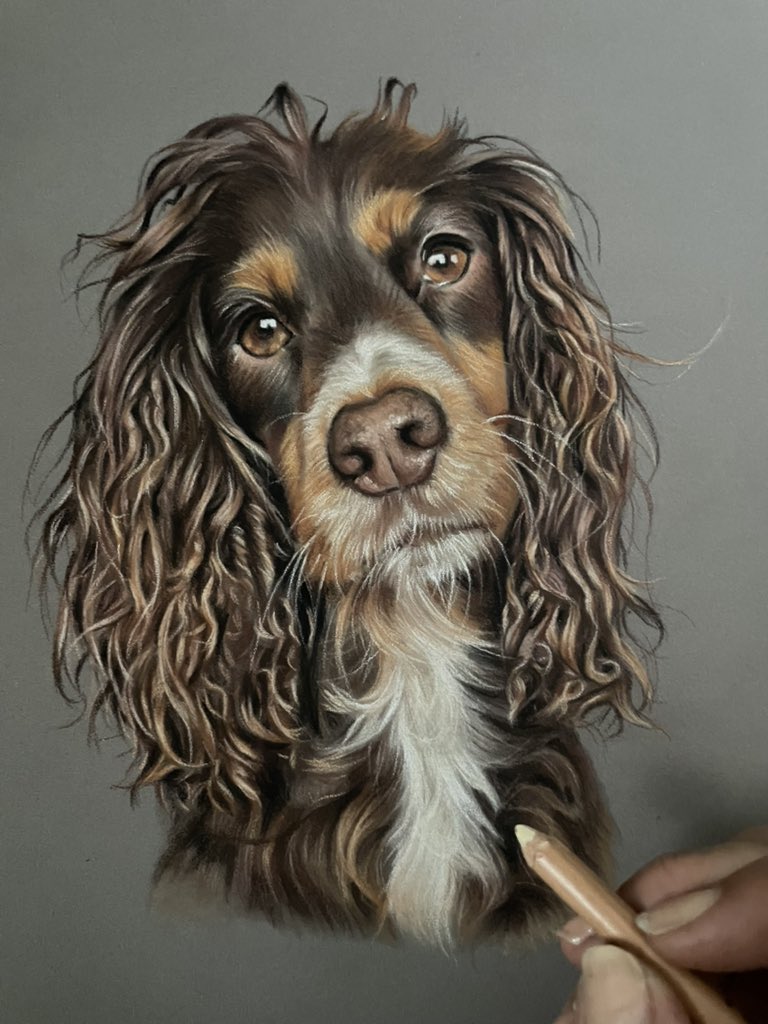 Hi all! 

Second picture in the double portrait is Star the Working Cocker  Spaniel 😍

I loved drawing these 2 cute faces ☺️

#petportrait #artist #art #drawing #pastelpainting