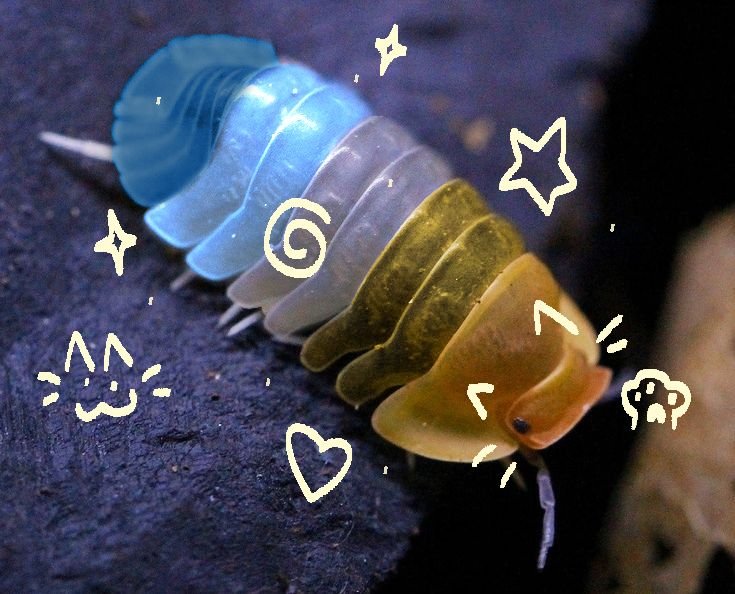 + genderqueer, gay, agender and aroace 🍈