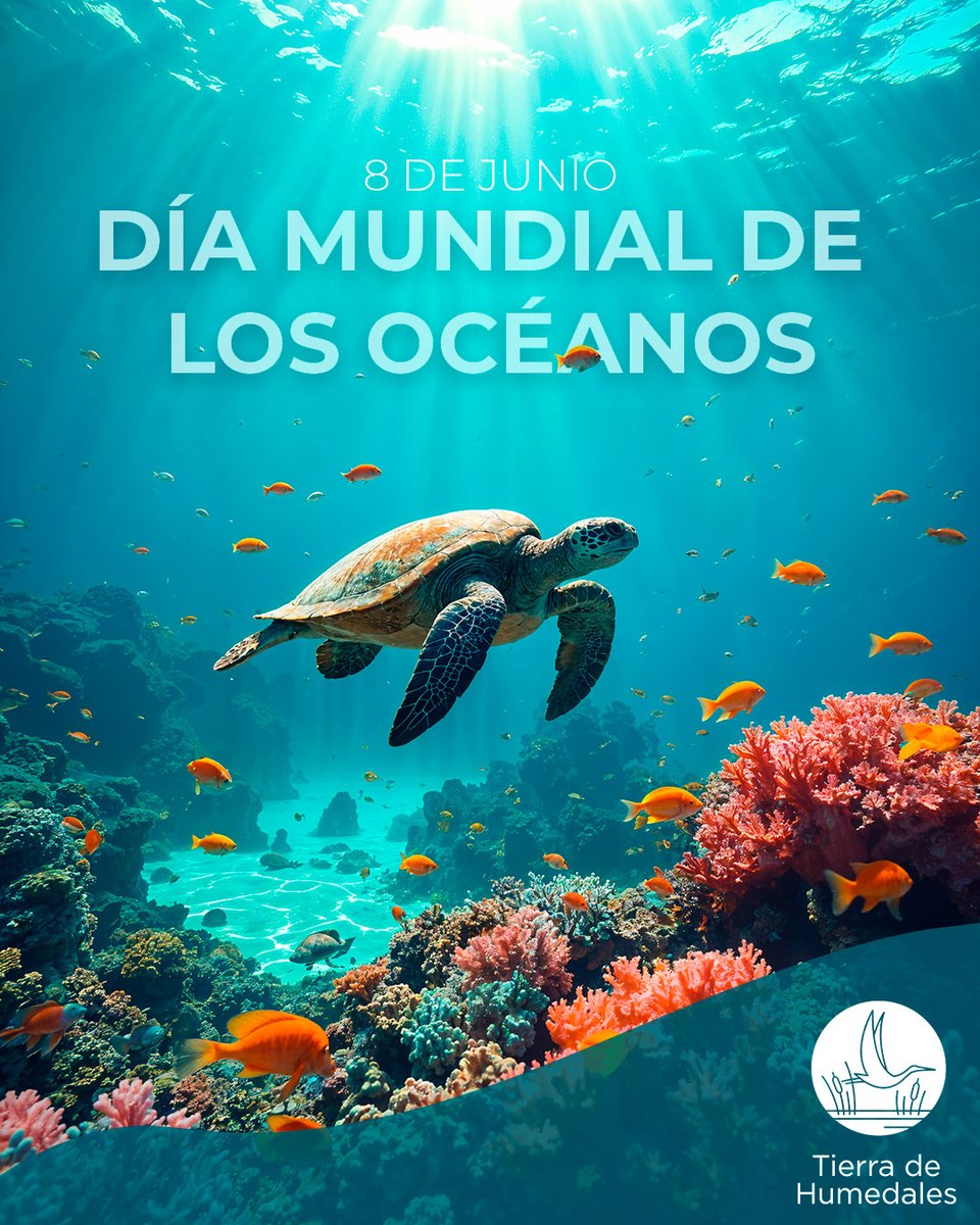 🌊 Hoy es el #DíaMundialDeLosOcéanos
Produce el 50% del oxígeno y es clave para la vida.
“Despertar nuevas profundidades” es el lema 2024.
¡Cuidémoslo antes de que sea tarde! 💙
