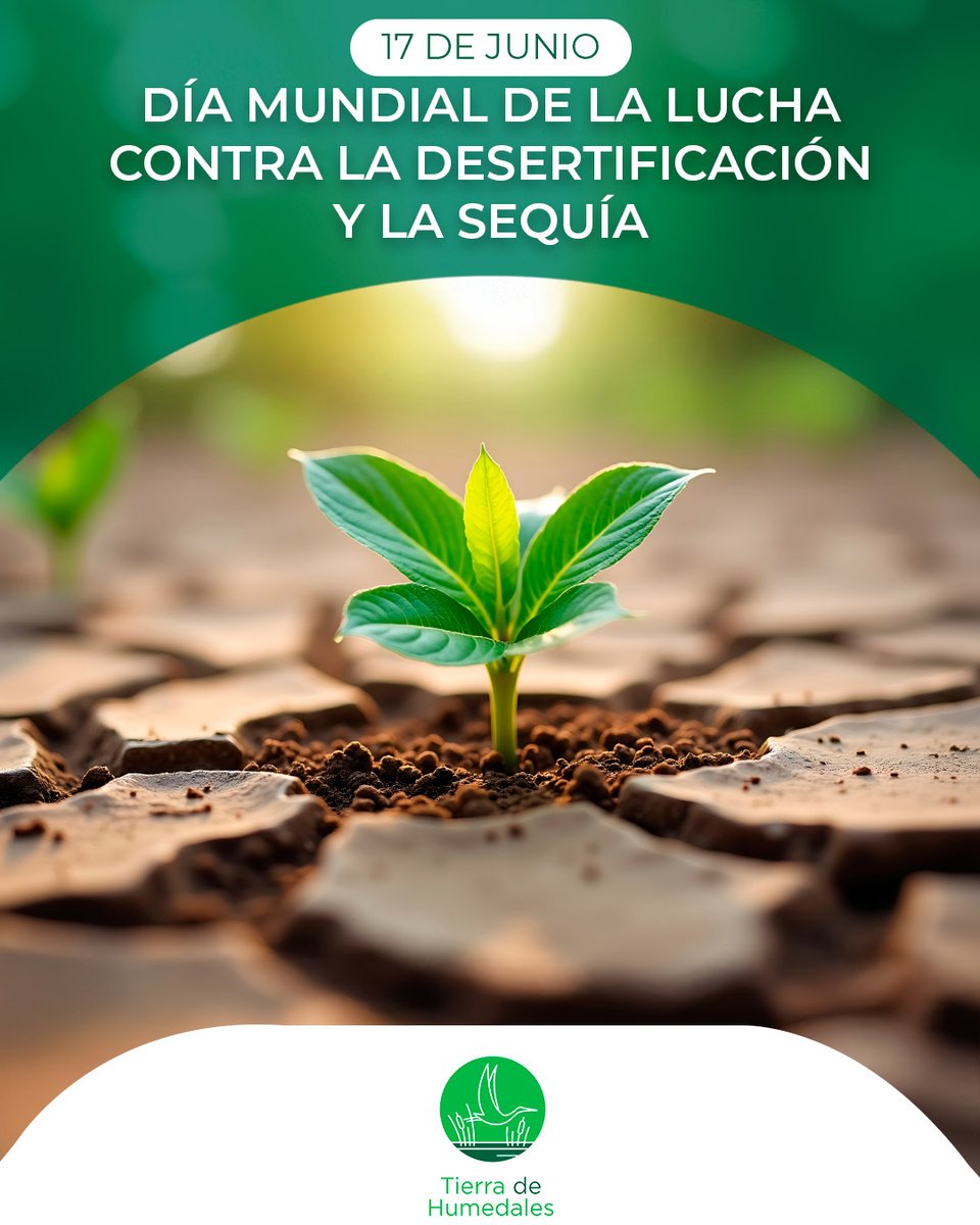 🌵 #DíaMundialContraLaDesertificación
Más de 2.300M de personas sufren escasez de agua.
La sequía crece. ¡Cuidar la tierra es urgente!