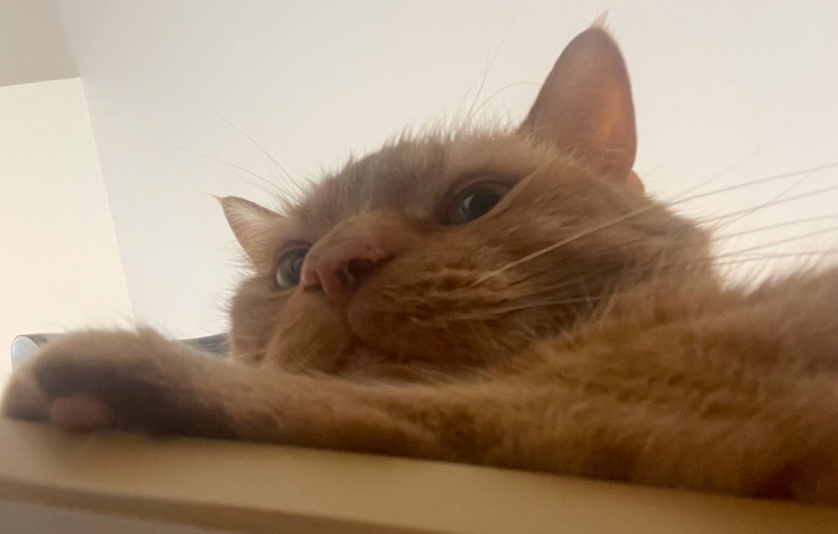 JacK_GingerCat's tweet image. I know that you’re working human…but…
This is my desk now! 😹
JacK 🐾🐾
#CatsOfTwitter #CatsOfX