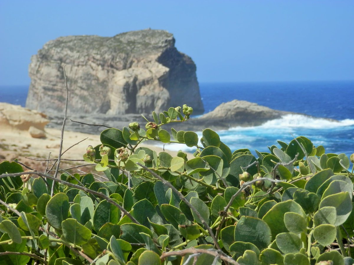 Dwejra Tower - Din l-Art Ħelwa tweet media