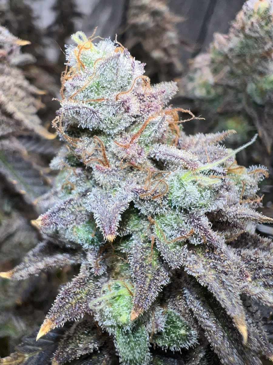 BobsBombBuds's tweet image. Slurricane 7