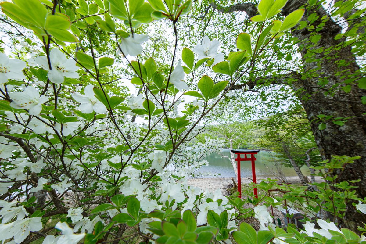 akaginokakashi's tweet photo. 赤城山カメラ散歩
小沼のシロヤシオ

今年の花付きは見事！！

撮影日　　2025年6月2日 https://t.co/16nc3u4Et1