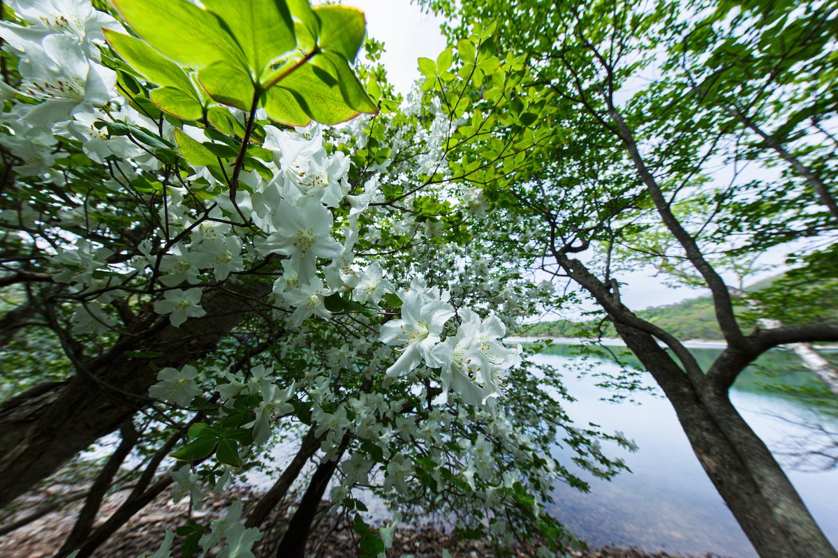 akaginokakashi's tweet photo. 赤城山カメラ散歩
小沼のシロヤシオ

今年の花付きは見事！！

撮影日　　2025年6月2日 https://t.co/16nc3u4Et1