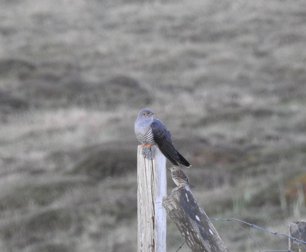 Still have biodiversity withdrawal from my amazing trip to North Uist, the best wildlife destination I’ve ever been in the UK: a land rammed with breeding waders and where short eared owls are the most common raptor! Some photo highlights: