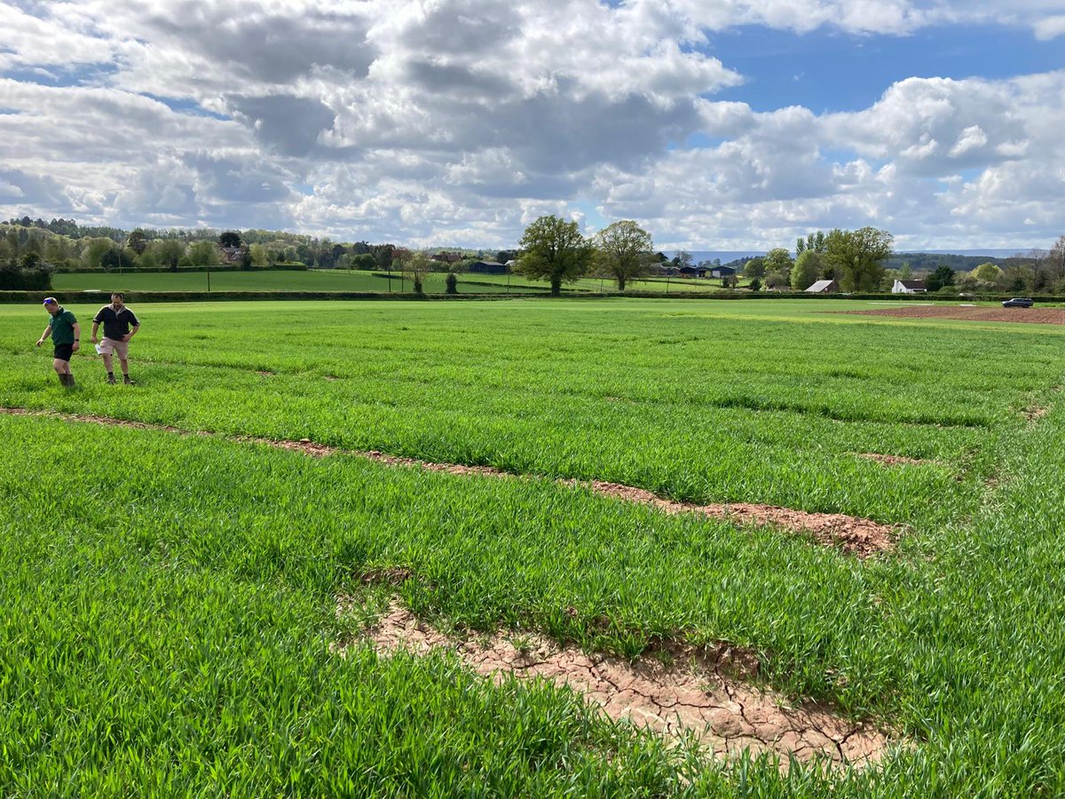 FrontierAg's tweet image. It's amazing to see our trial plots take shape. These 📸 show the brilliant work from our Herefordshire trials team, where we're assessing key winter and spring cereal varieties, environmental crop mixtures &amp;amp;  a nitrogen trial. See it all on 10 June: loom.ly/9qIEuog