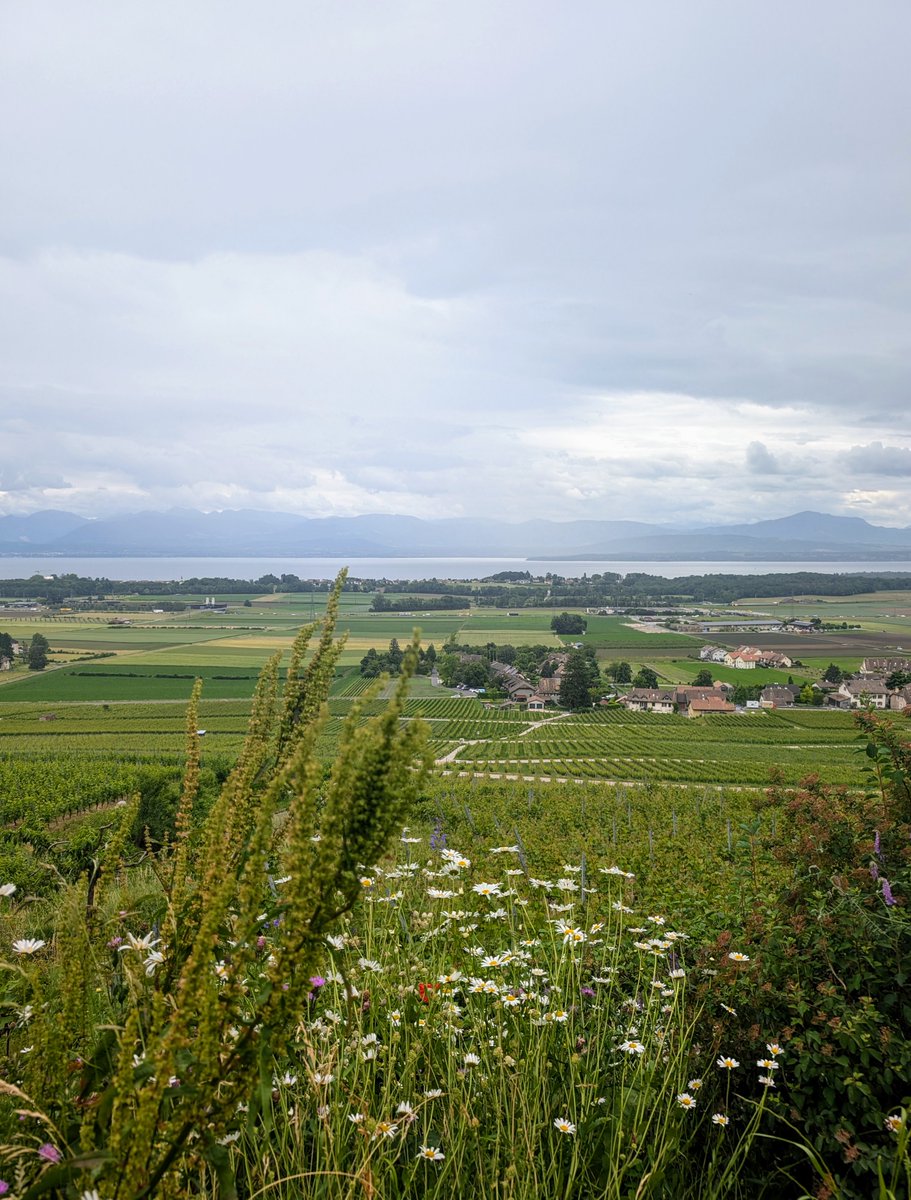 stackhodler's tweet image. Before Satoshi: Diversified portfolio of bonds, stocks, currencies, precious metals. Rebalance frequently. Monitor economic data or pay a suit to do it for you.

Now: Save in Bitcoin and focus on your craft. Outperform every hedge fund by accident. Laugh at tradfi volatility.