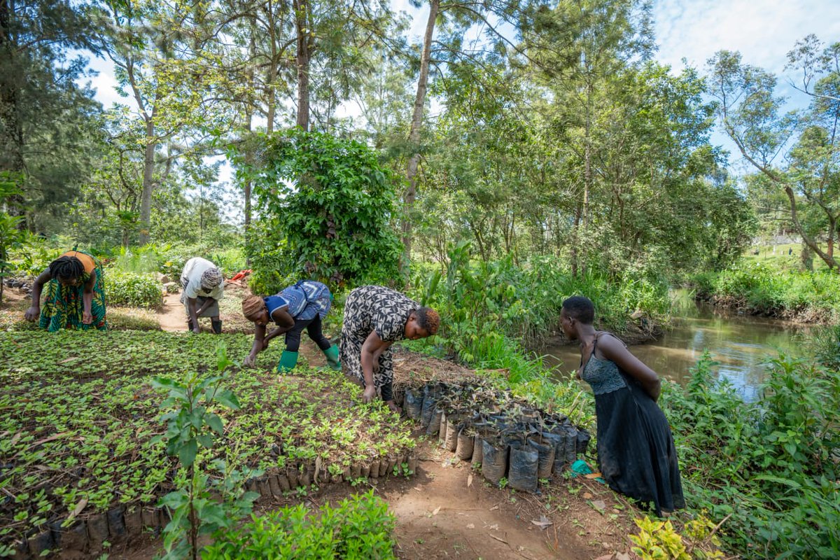 NRDIUGANDA's tweet photo. Are your communities  sensitized about environmental conservation? Do you always involve women in conservation activities?@ NRDI we promote environmental  conservation through tree planting #lets protect and conserve the Environment. https://t.co/RzMyXhfHKz