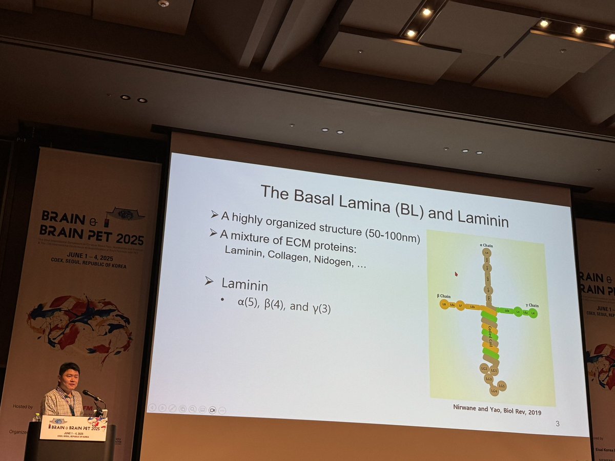 Yao Yao describes the different combinations of laminins and which are key to helping oligodendrocytes regulate the blood brain barrier. #BRAIN2025
