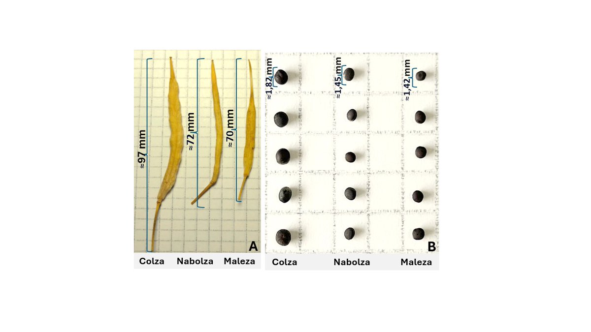 El equipo de Malezas de <a href="/INIA_UY/">INIA URUGUAY</a>  La Estanzuela ha generado una guía práctica para la correcta identificación.

Acceda aquí 👇 (Cartilla 113, Kaspary, T et al. 2025)
bit.ly/4kjC8nV
