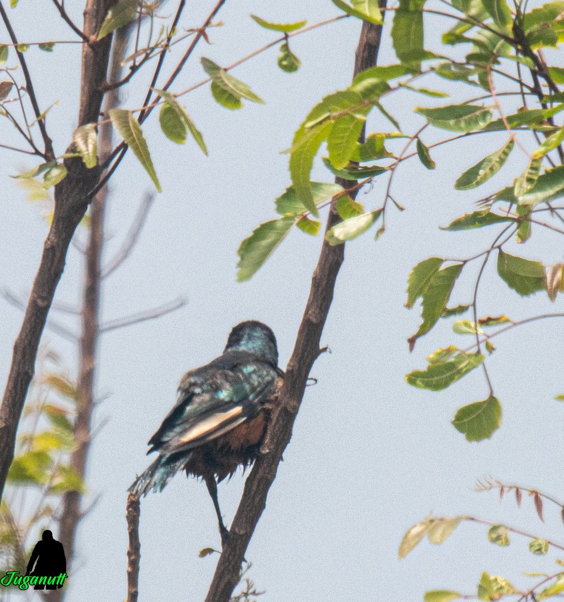 Birds of Nigeria🇳🇬 (@nigeriabirds) on Twitter photo A Chestnut Bellied starling seen in Lagos, Nigeria which is way out of its traditional range in Northern Nigeria. This observation sparked a lot of debate about how it got to Taqwa bay in Lagos. A pair was observed.
#BirdSeenin2025
#BirdsofNigeria
<a href="/BirdNigeria/">Nigeria Bird Atlas Project</a> <a href="/aplori_centre/">A.P. Leventis Ornithological Research Institute</a> A Chestnut Bellied starling seen in Lagos, Nigeria which is way out of its traditional range in Northern Nigeria. This observation sparked a lot of debate about how it got to Taqwa bay in Lagos. A pair was observed.
#BirdSeenin2025
#BirdsofNigeria
<a href="/BirdNigeria/">Nigeria Bird Atlas Project</a> <a href="/aplori_centre/">A.P. Leventis Ornithological Research Institute</a>