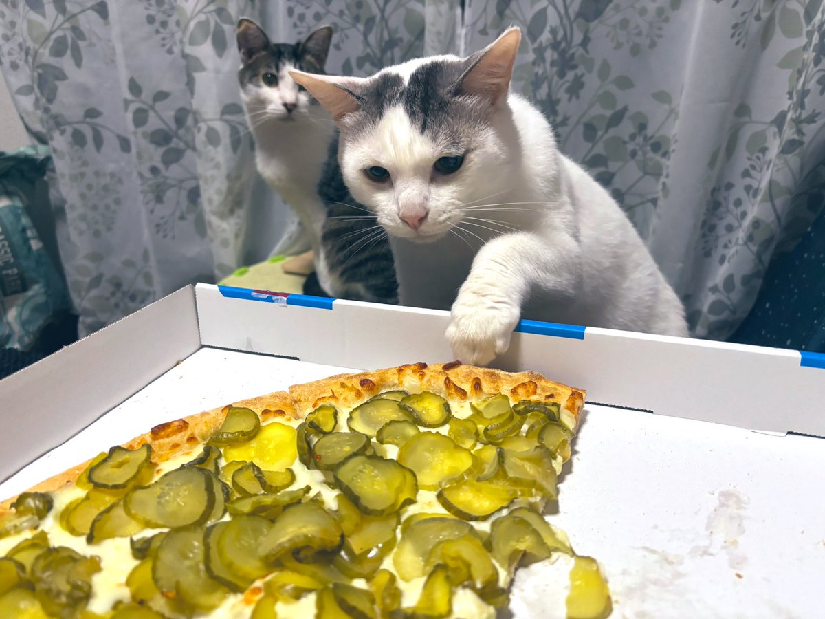r8_tkfcd's tweet photo. レベルアップしました！
そして頼んだピザがデカくて笑ってるwチーズハンタージルが食べ物認定しないくらいピクルスの香りでいっぱい🤣 https://t.co/84lrov2dOu