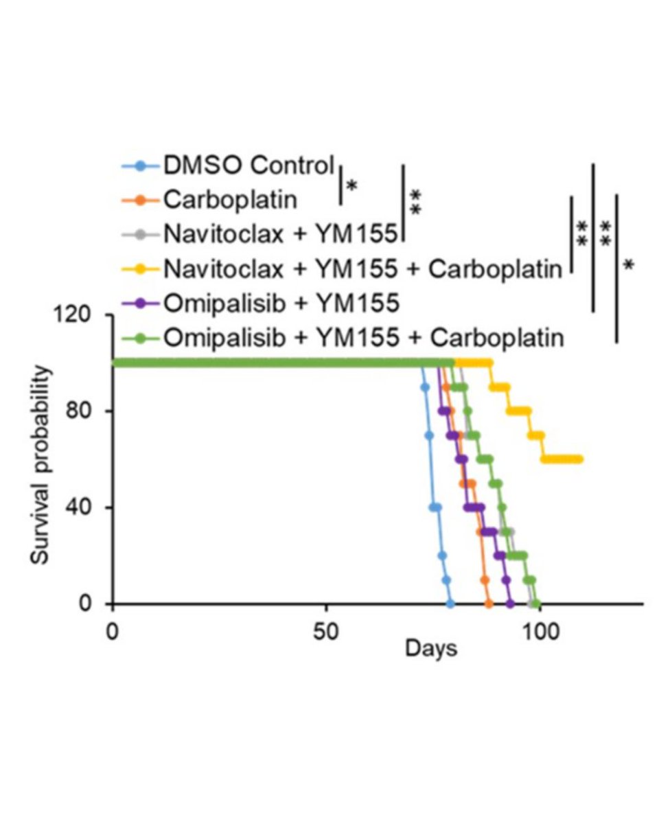 Ernst Lengyel (@ernstlengyel) on Twitter photo New publication led by Dr. Kenny from our lab <a href="/OvCa_UChicago/">Lengyel Lab</a>, now in <a href="/MCT_AACR/">Molecular Cancer Therapeutics</a>: Dual inhibition of Bcl-2/xL (navitoclax) and survivin (YM155), combined with carboplatin, reduces ALDH^hi cell populations and tumor burden in HGSOC models.
Read: aacrjournals.org/mct/article-ab… New publication led by Dr. Kenny from our lab <a href="/OvCa_UChicago/">Lengyel Lab</a>, now in <a href="/MCT_AACR/">Molecular Cancer Therapeutics</a>: Dual inhibition of Bcl-2/xL (navitoclax) and survivin (YM155), combined with carboplatin, reduces ALDH^hi cell populations and tumor burden in HGSOC models.
Read: aacrjournals.org/mct/article-ab…