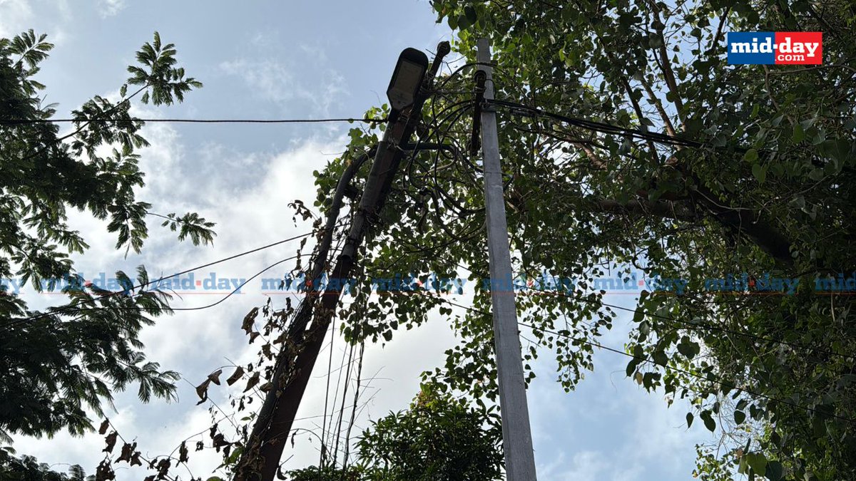 mid_day's tweet photo. In a tragic incident in Vasai’s Devtalab area, two of three sheep brought for Bakrid sacrifice died of electrocution early this morning. The animals, left to graze by their owner, reportedly came into contact with an electric pole near a transformer that had likely developed a live current. Local resident Sameer Vartak blamed the Maharashtra Electricity Board for negligence, citing recent fatal incidents involving three individuals, including one of the board’s employees. 

“This area has an auto stand and a school route. Anyone could be harmed. I urge the authorities to take strict action,” he told Mid-Day.

Via: @Khanmidday 

Photo and video credit: Hanif Patel

#VasaiNews #MumbaiNews #Maharashtra