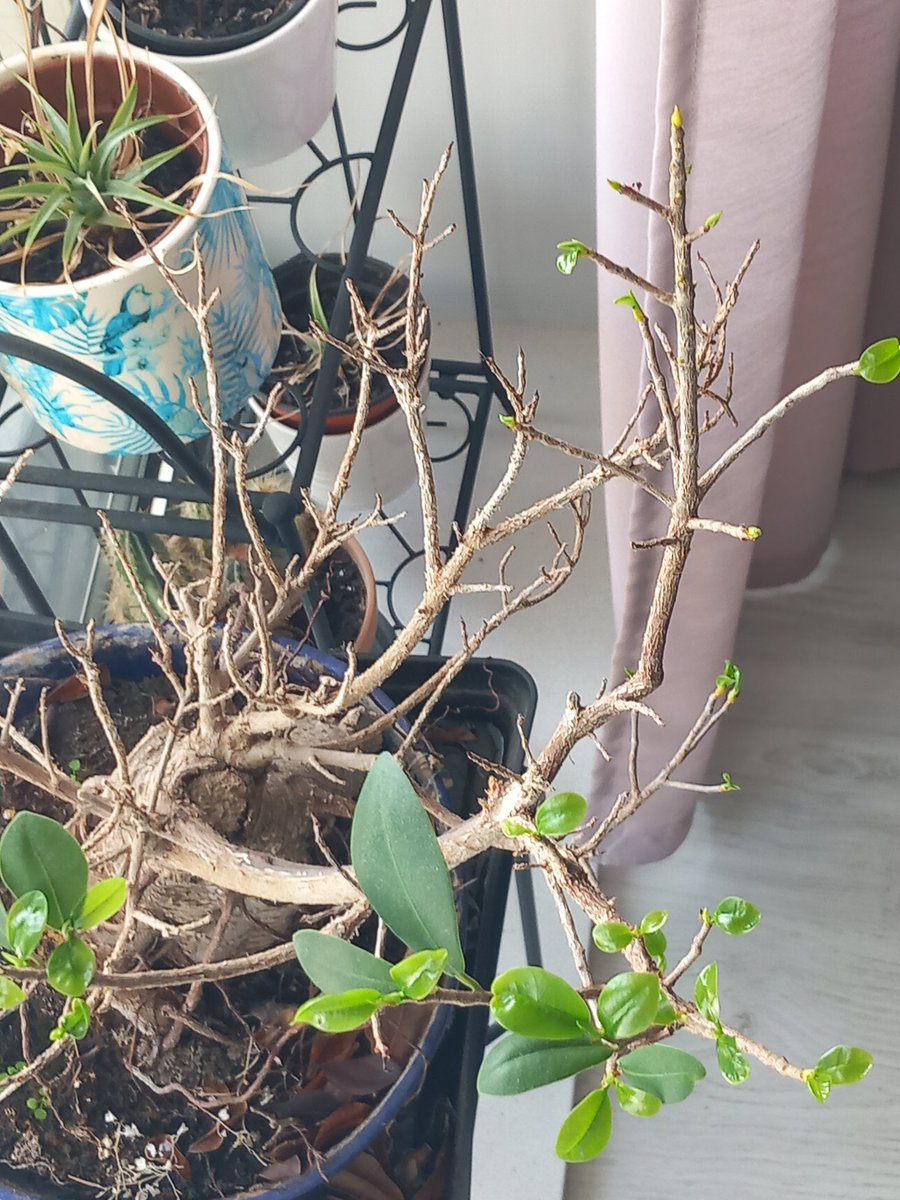 Mais uma folha na minha monstrinha mais linda, e rebentos em catadupa na bonsai. Plantas é tão fácil