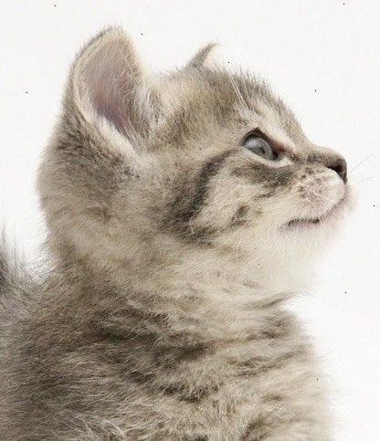 야옹뽁 tweet media